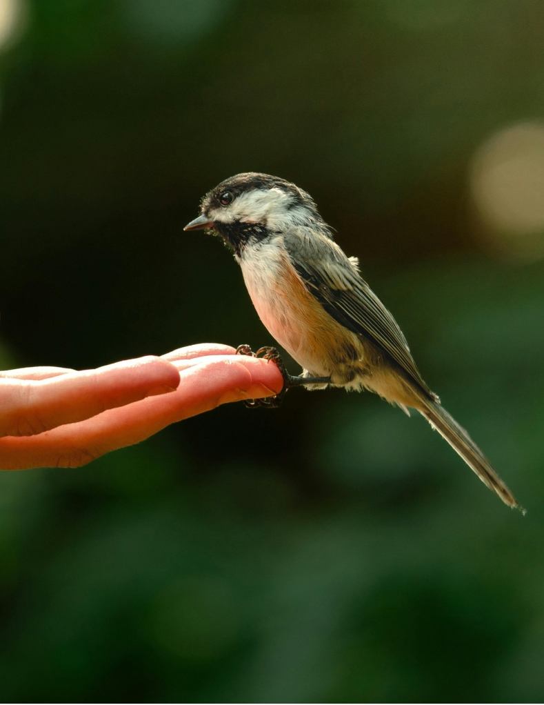 Kindness